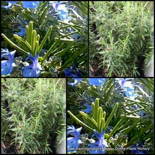 Rosemary Tuscan Blue x 1 Plant Herbs Scented Cottage Garden Groundcover Flowering Plants Shrubs Hedge Border Edible Hardy Drought Frost Rosmarinus officinalis